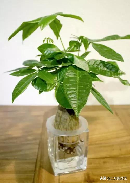 发财树死了吊兰长得挺好,绿萝发财树救活方法