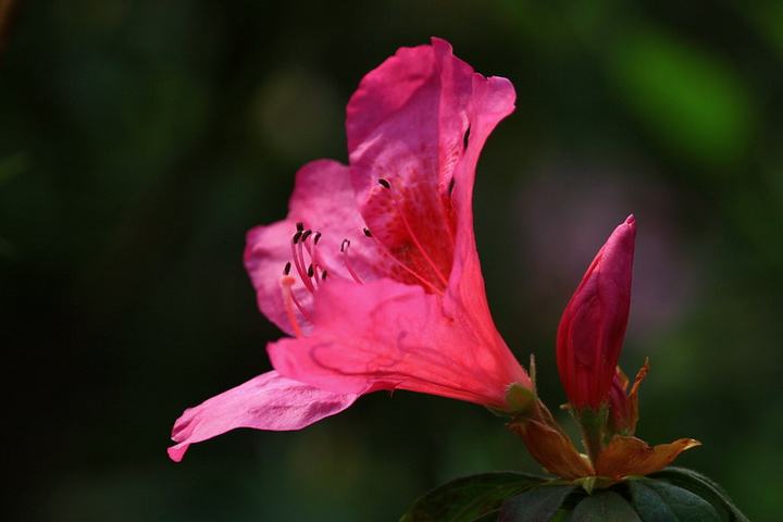 春季各种花的吃法,鲜花头花做法大全