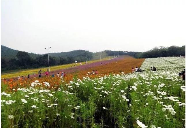 大连金石滩国家旅游度假区免费吗,大连铭湖牧场附近旅游