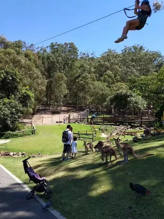 澳大利亚旅游抱考拉,麻麻游记视频大全