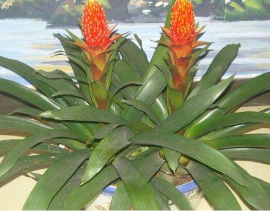 鸿运当头叶子发黄拯救的正确方法,鸿运当头叶子发黄的解决方法