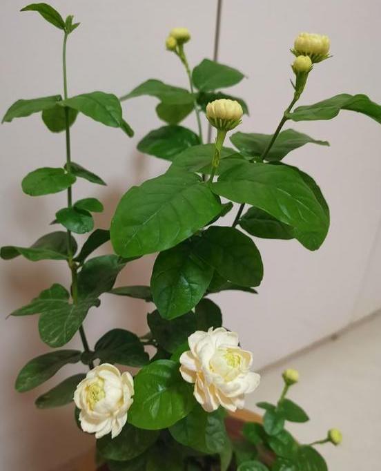 茉莉花浇水多烂根落叶怎么补救,茉莉花烂根后怎样处理才能长新根