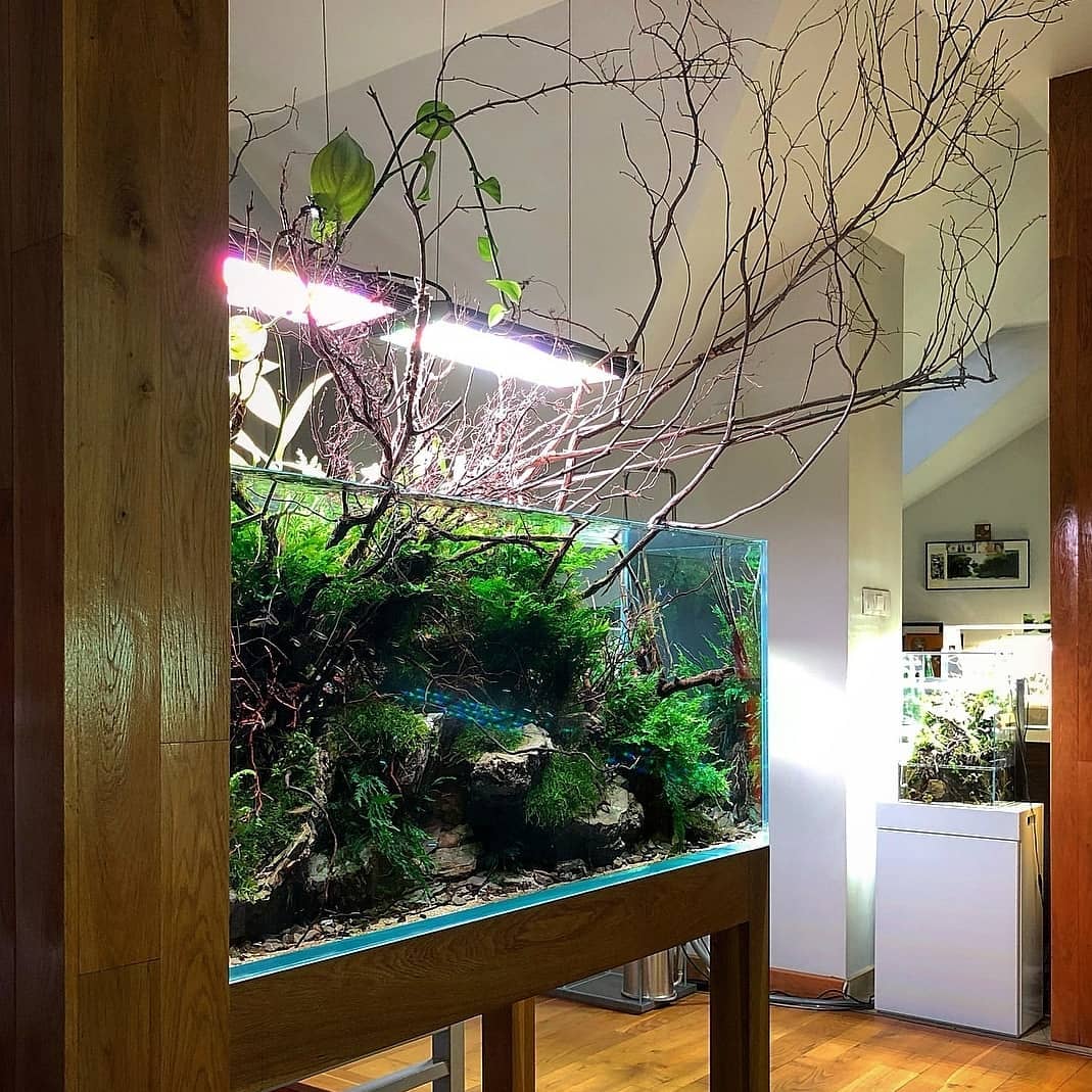 草缸开缸怎么快速建立硝化系统,鱼缸和草缸硝化系统哪个培养得快