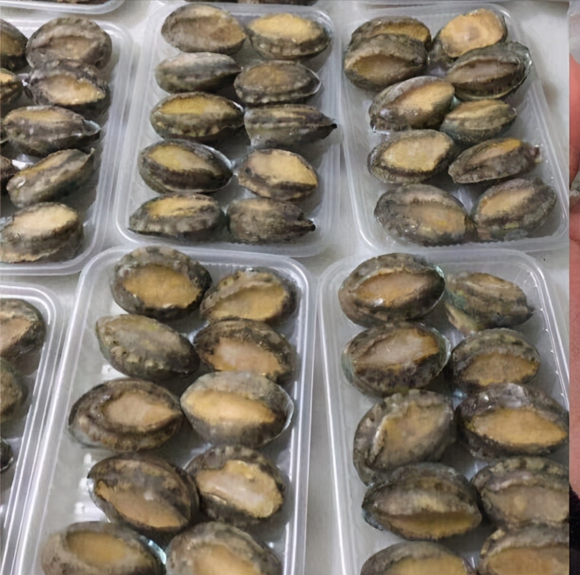 鲍鱼养殖如何赚钱,人工养殖鲍鱼