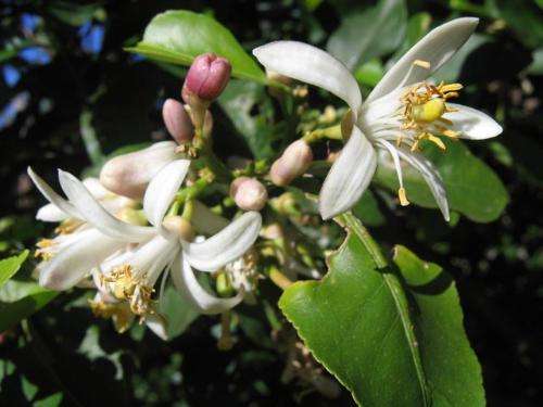 如何种植柠檬树,室内种植柠檬