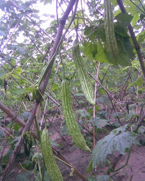 苦瓜疫病用什么药好得快,苦瓜黑斑病图片及治疗方法