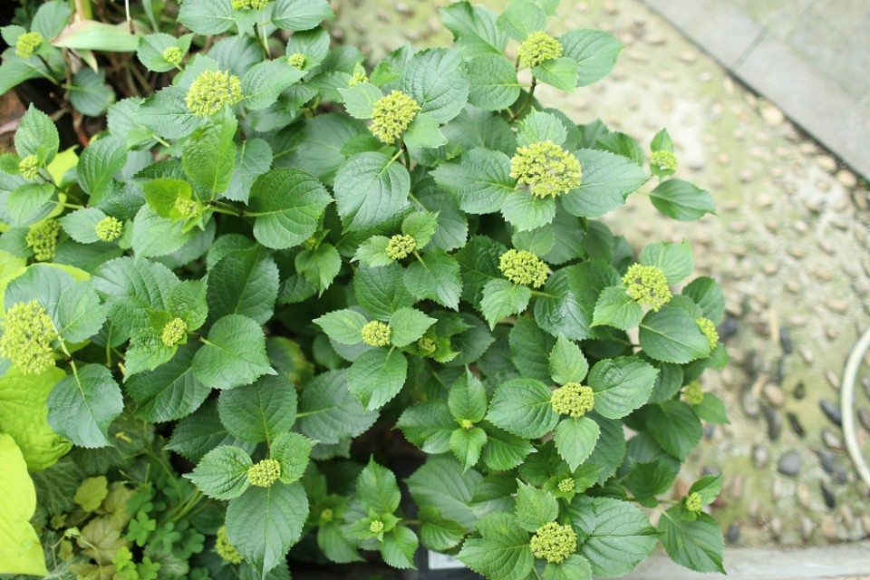 为什么你的绣球还没开花就烂了,你的绣球没有花苞怎么办