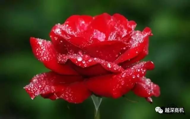 中国各大城市市花介绍,全国56市市花太美了的视频