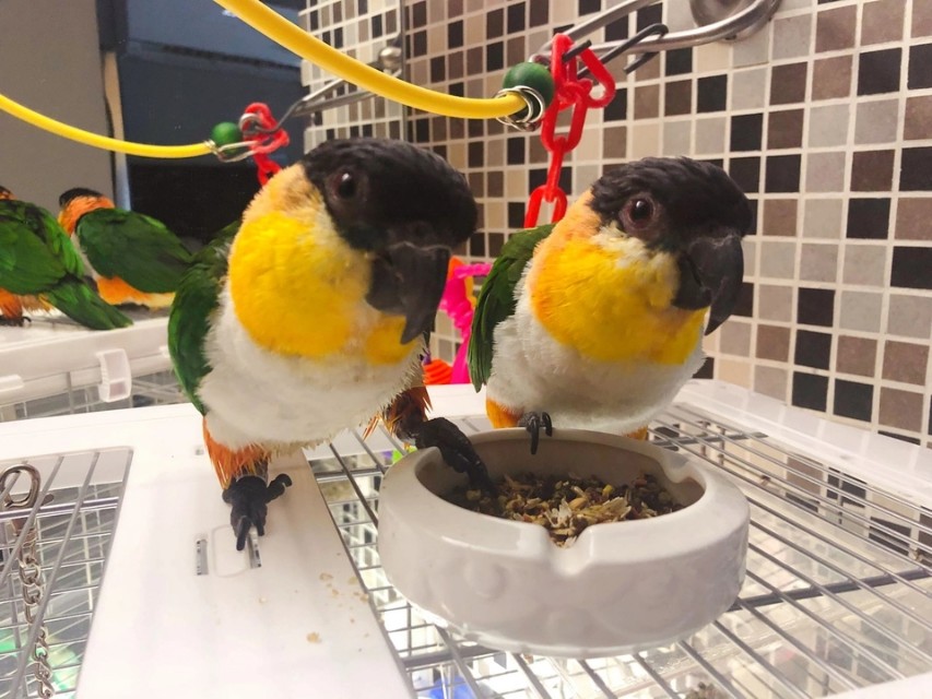 致养狗主人的一封信,致养狗人士一封信