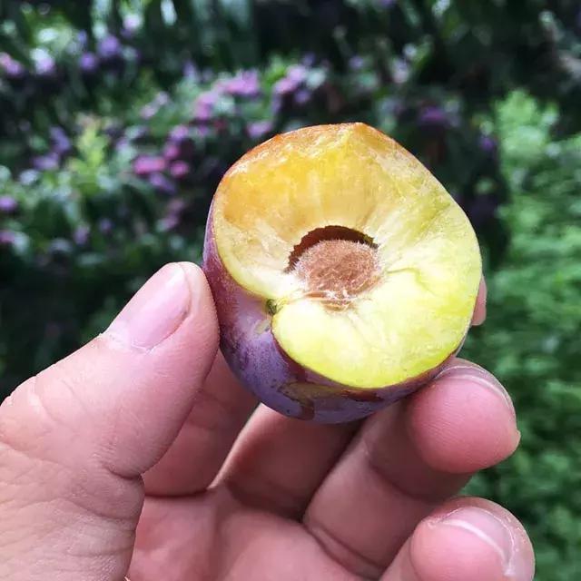 汶川最美紫宝石,汶川最美的紫宝石