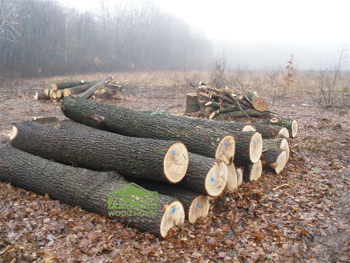 各种板材知识,阔叶材有哪些木材