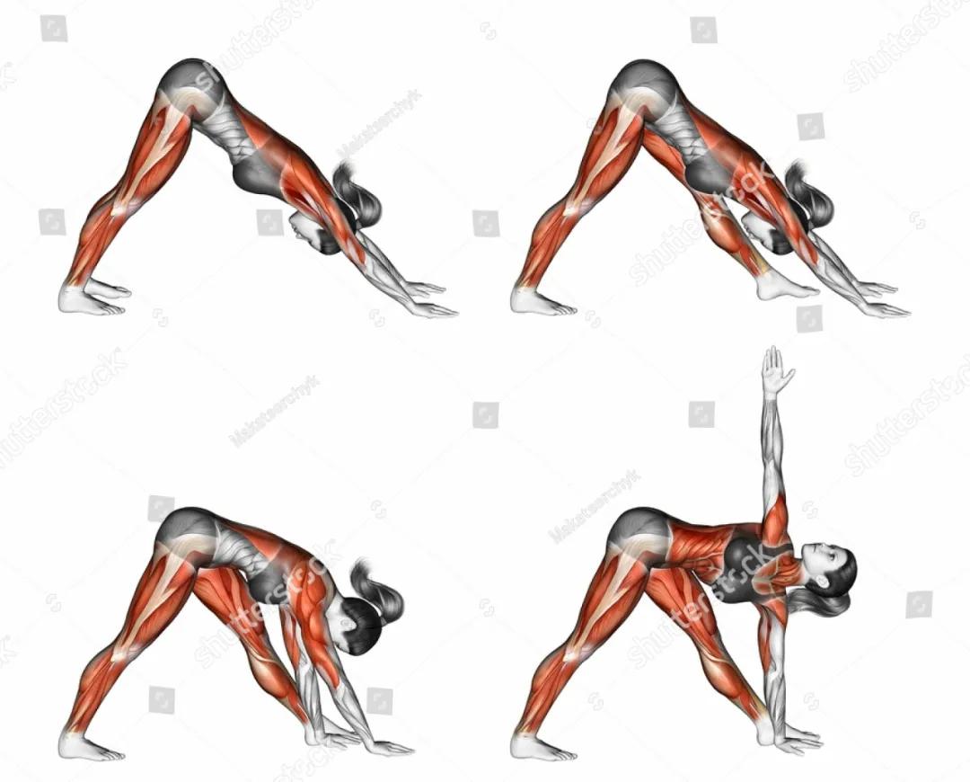 放松肌肉的动作图,各个肌肉的放松方法