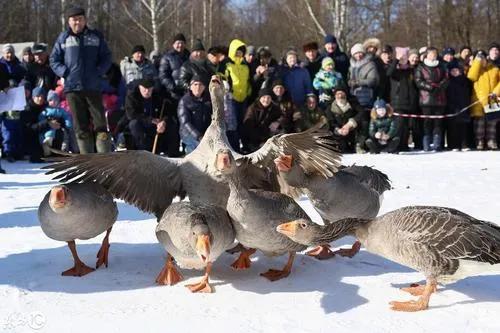 科学养殖创业好项目,室内特种养殖创业新项目