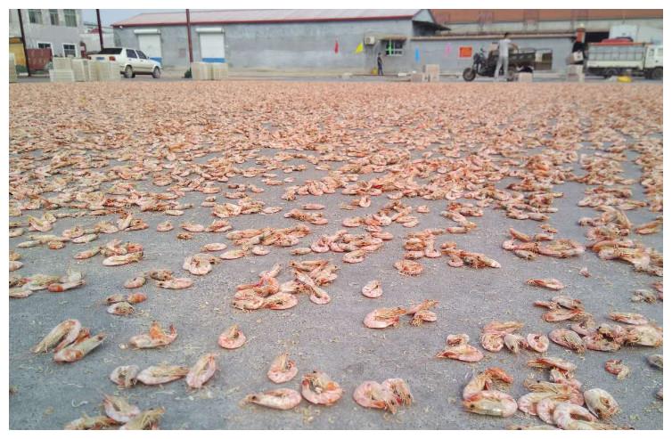 晒虾米,一场成就极鲜之味的狂欢