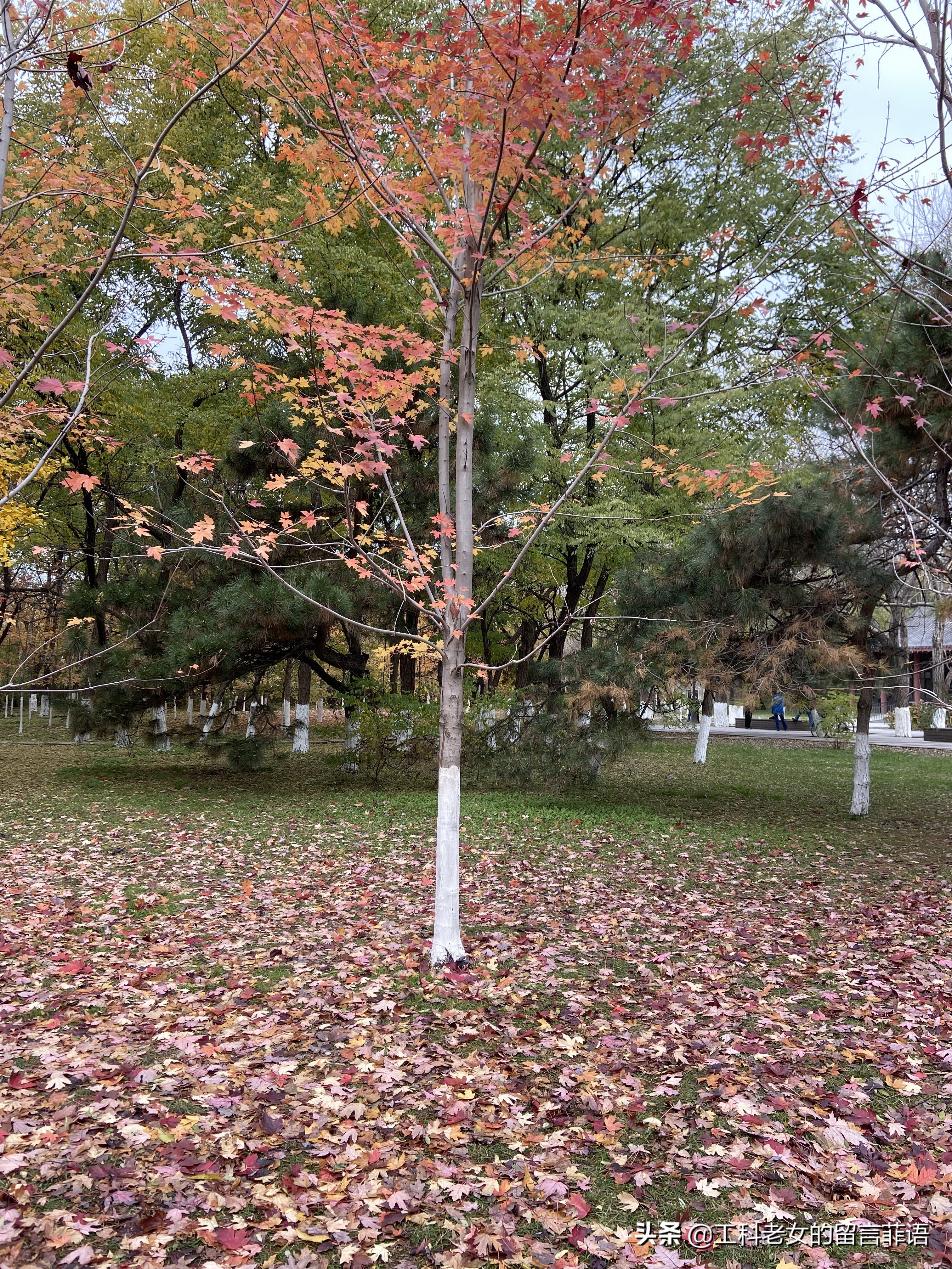 沈阳看秋叶好去处,沈阳秋叶