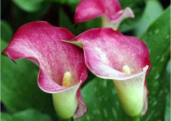 马蹄莲怎么浇水才会活,马蹄莲每天浇水的正确方法