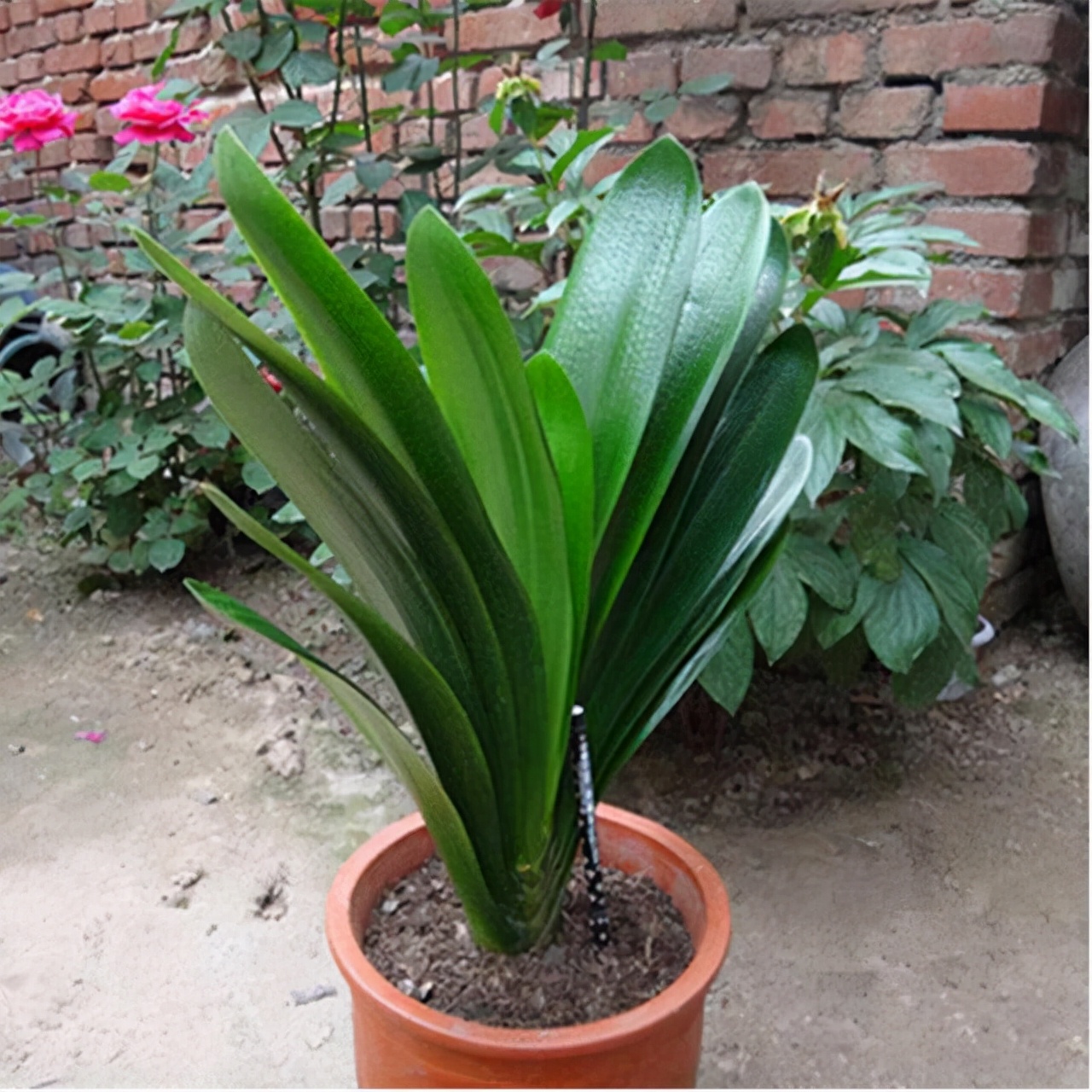 李大姐养君子兰,年年开大花,有吉祥好兆头,原来是她做对5件事