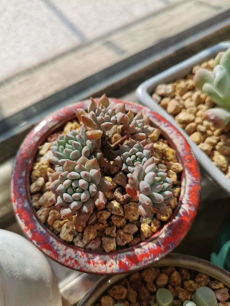 适合北方阳台党养的多肉,适合养在北阳台的多肉