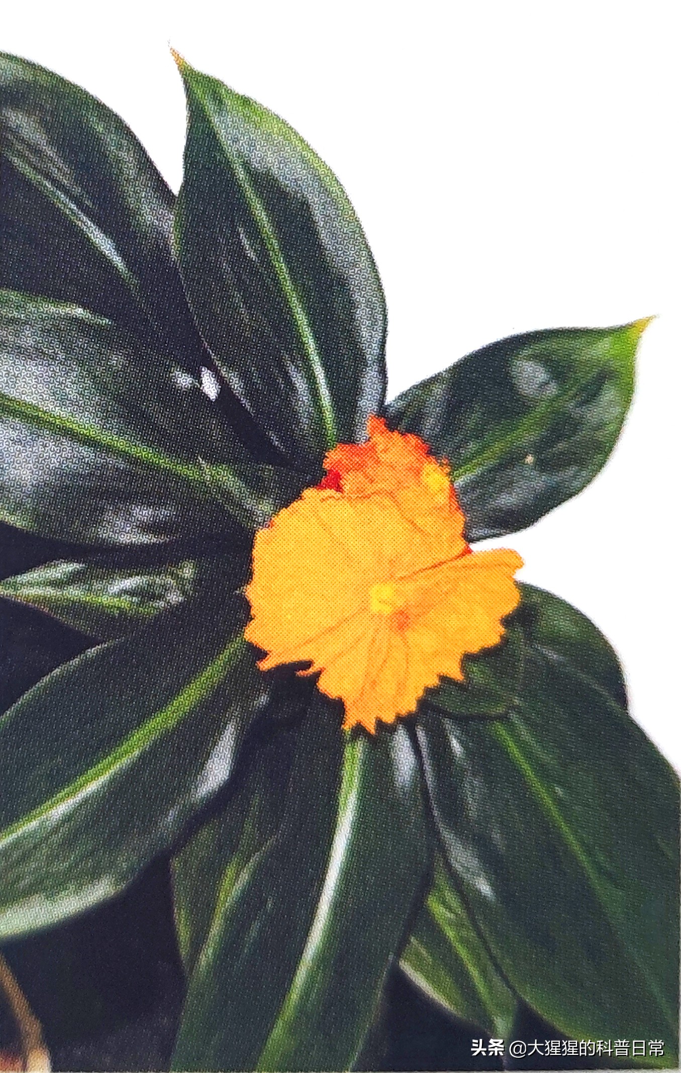 单子叶植物双子叶植物的简图,单子叶植物叶脉是什么