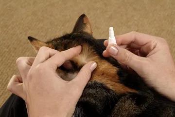 猫咪长猫癣是什么原因引起的,猫咪皮肤病黑色斑块