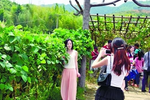 农村佛系的一种蔬菜，藤上长果一株能收130斤，过去常吃现在少了