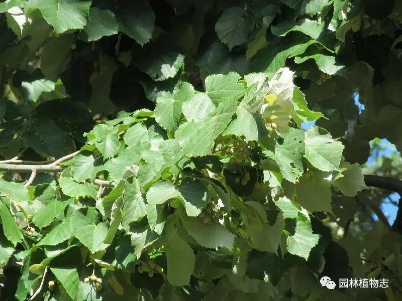 银毛空气净化器价格,银毛椴树