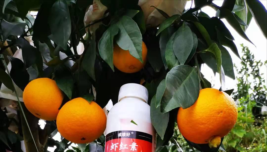 2023爱媛28红美人收购价格,爱媛红美人发货