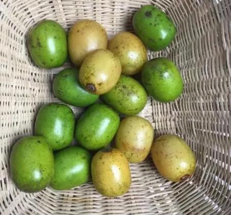 湖南人的酸枣,酸枣核是很多南方人的童年回忆