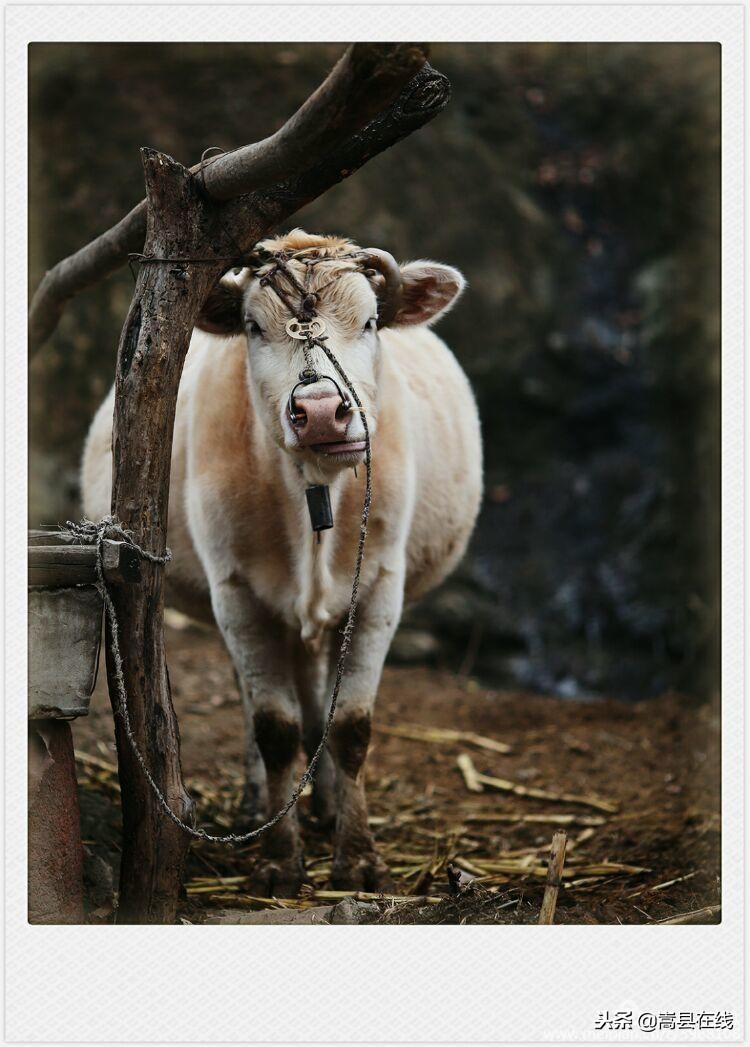 航拍闫庄镇街景,嵩县闫庄图片