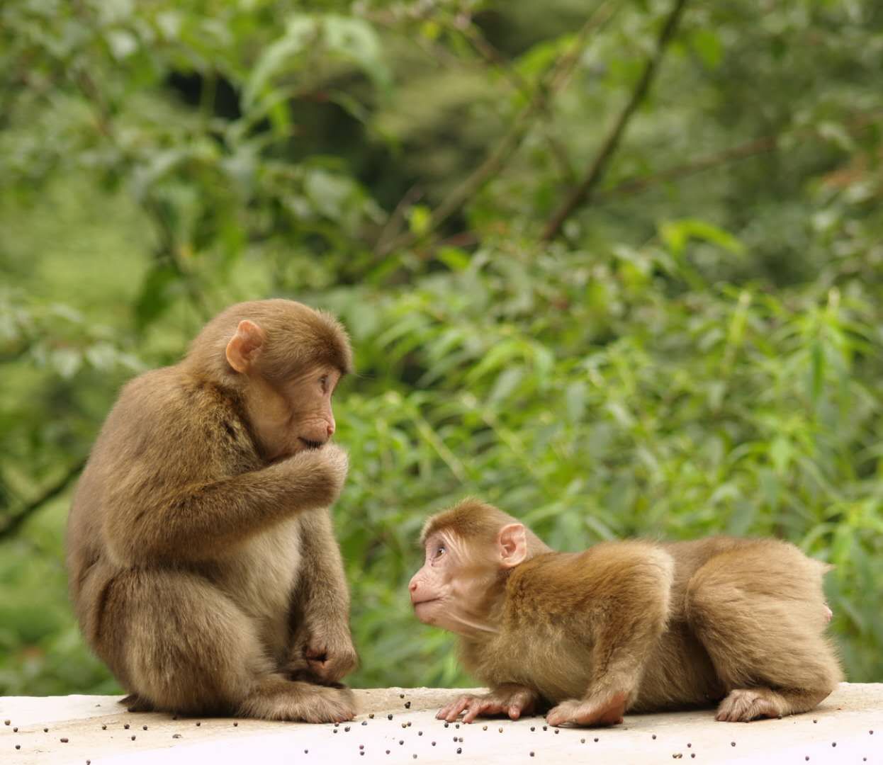 四川海螺沟景区六绝，这个夏天给你好看