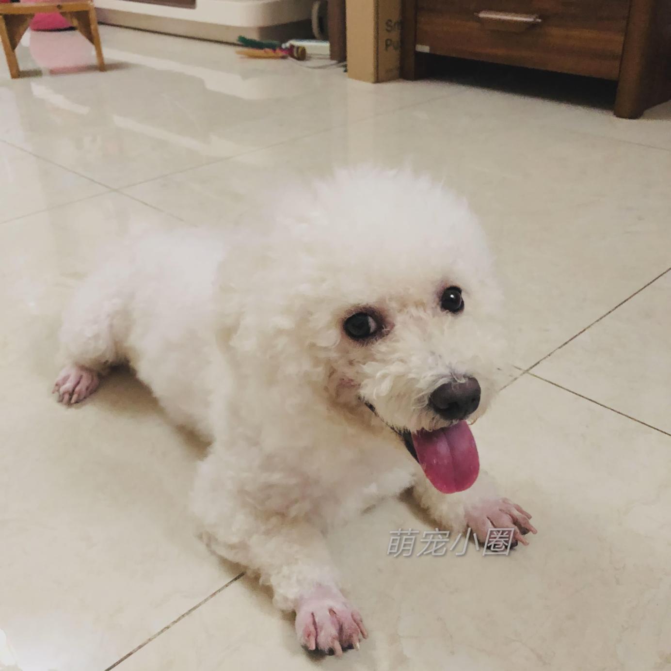 带比熊去做美容，它死活不肯给剪毛发，了解原因后，我被感动哭了