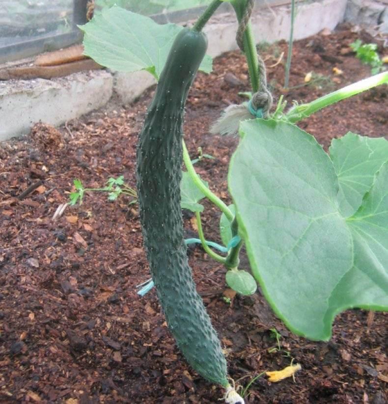 黄瓜的种类以及每种黄瓜的特征,又香又软的黄瓜品种