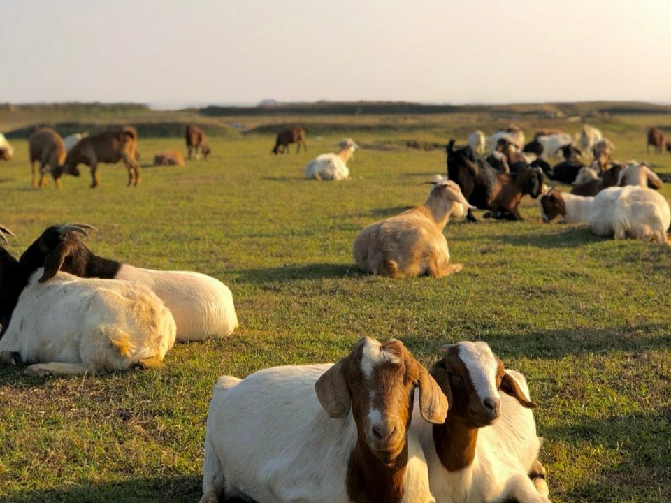 南昌这个小草原,可以近距离接触羊群,被称为“小呼伦贝尔”