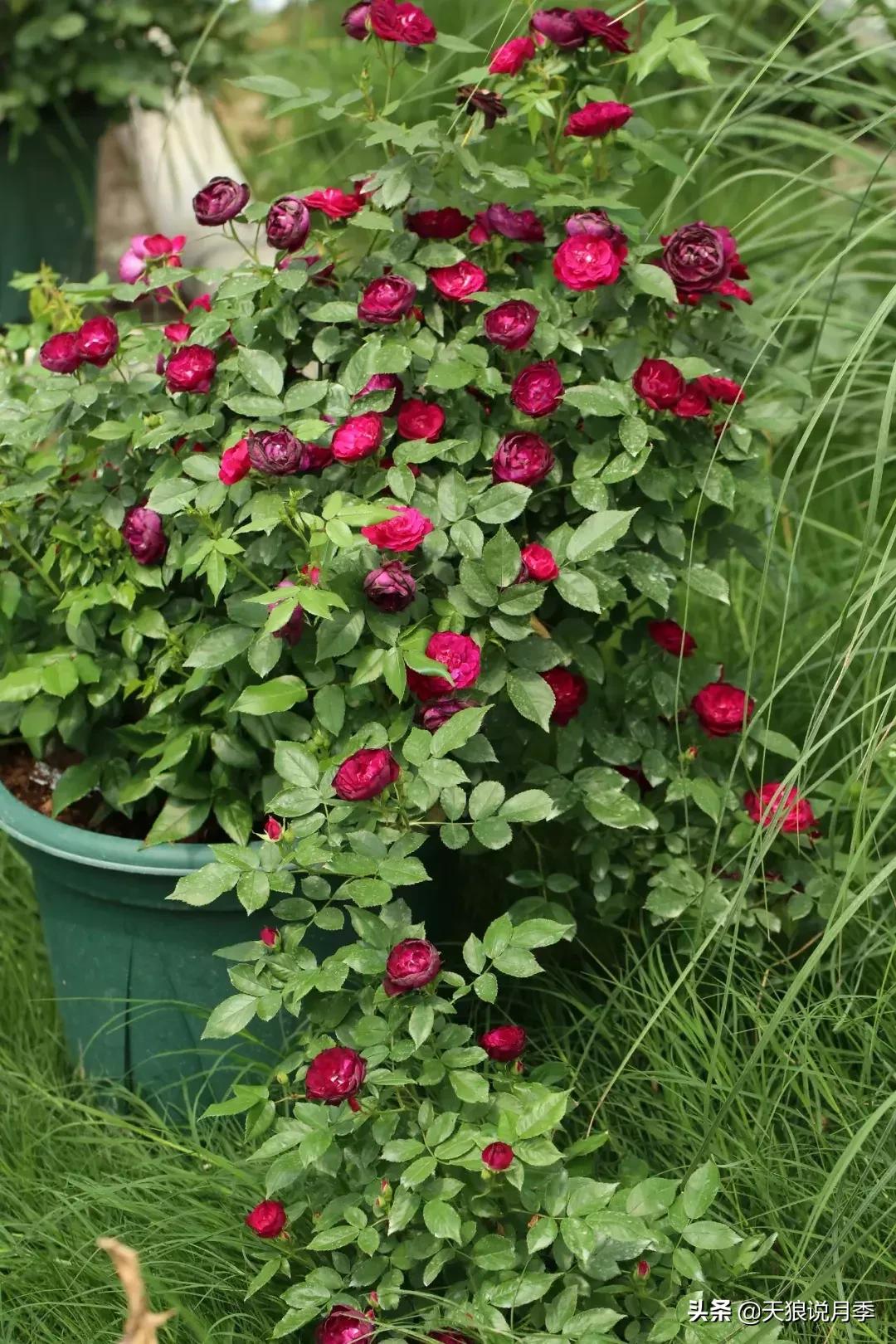 哪些月季品种抗病强,抗病性好月季有哪些