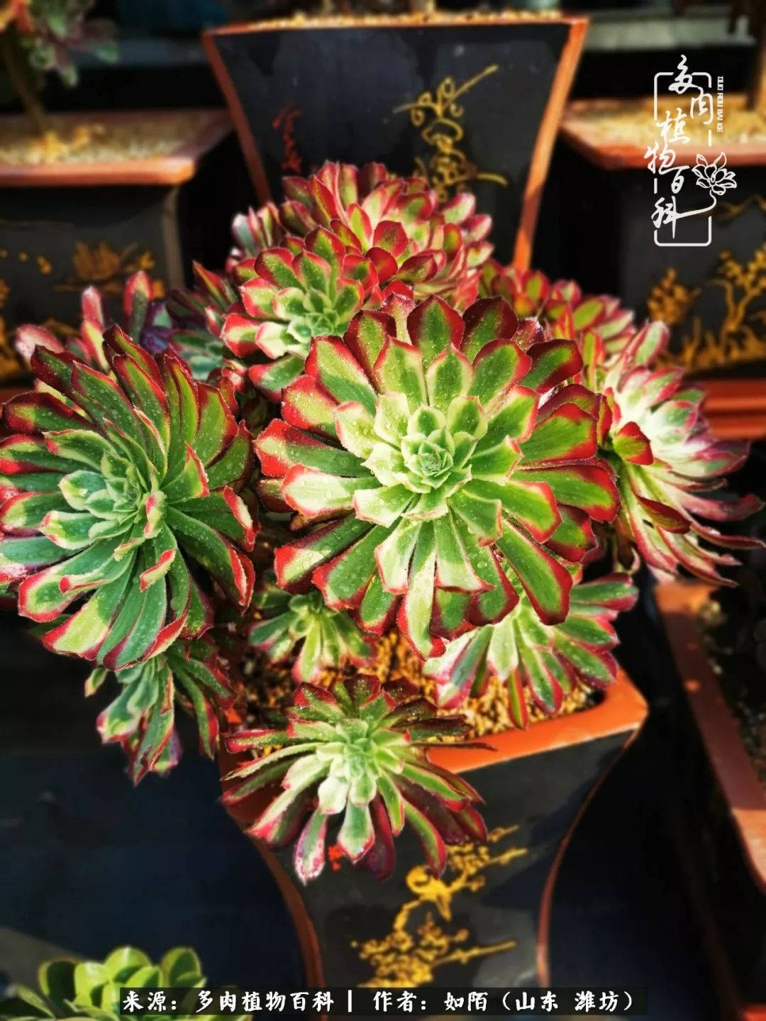 凤凰涅槃,浴火重生!多肉法师圣斗士们的秋天!(附养护经验)