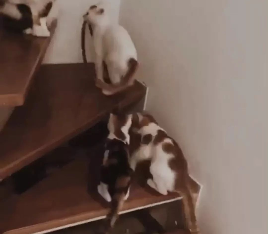 猫咪爱吃塑料袋子是为什么,猫咪吃塑料袋的原因和解决方法