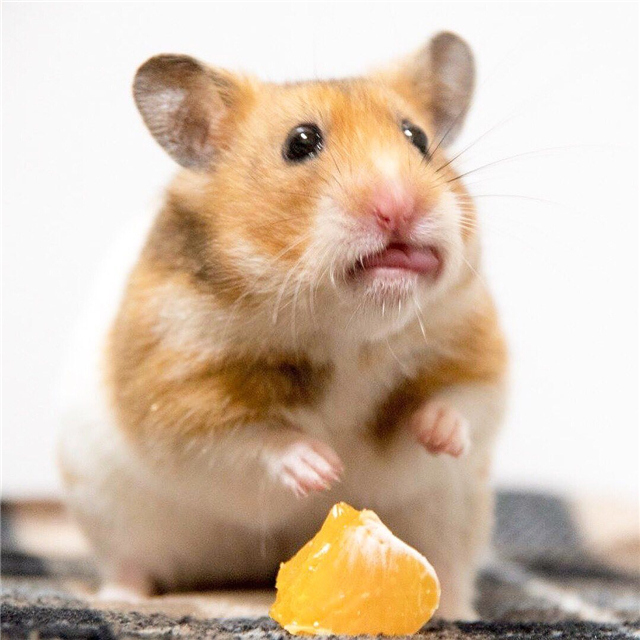 仓鼠也会拆家，饲主为“奖励”鼠鼠，拿出了酸酸的橘子