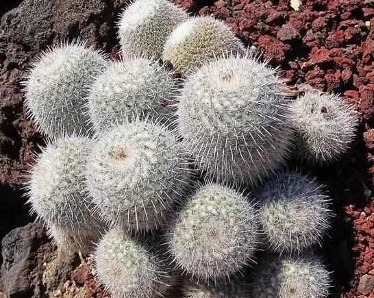 仙人掌开花美图,仙人掌介绍60多种独特的仙人掌