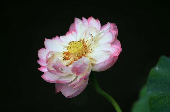 愿光阴含笑岁月静好散文,愿光阴含笑岁月静好什么意思