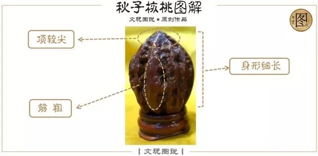 文玩核桃官帽和狮子头区别,文玩核桃官帽与狮子头区别