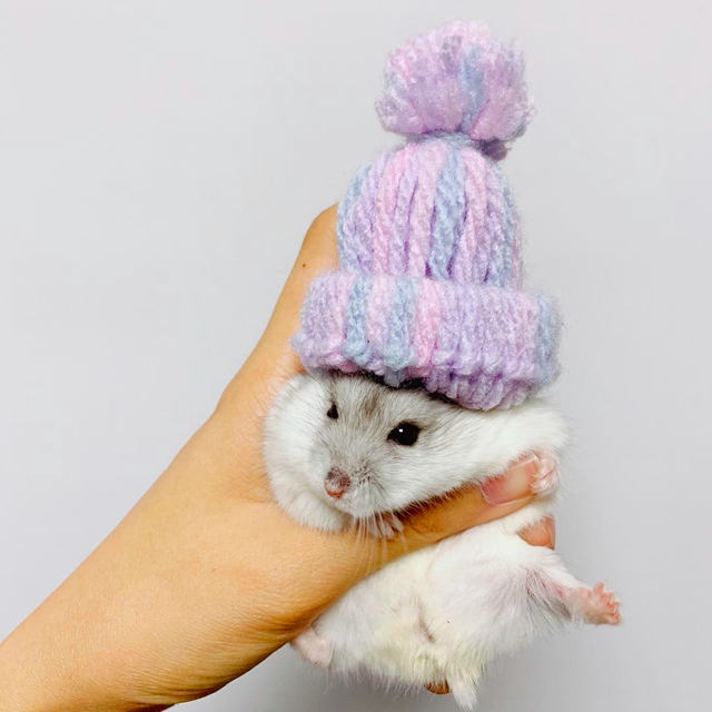 仓鼠迅速变胖,仓鼠各种反应看完懵呆了