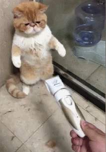 猫得了猫藓怎么办,不用慌,其实没那么复杂!耐心加科普即可