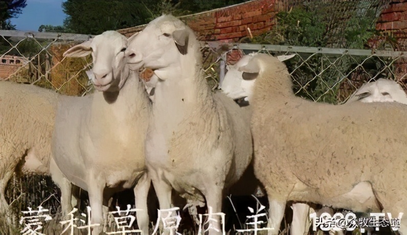 世界上最好的羊是哪个羊,世界最好的羊排名前十