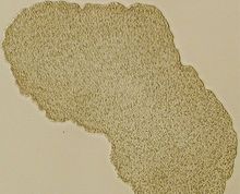 关于多细胞生物的起源之谜