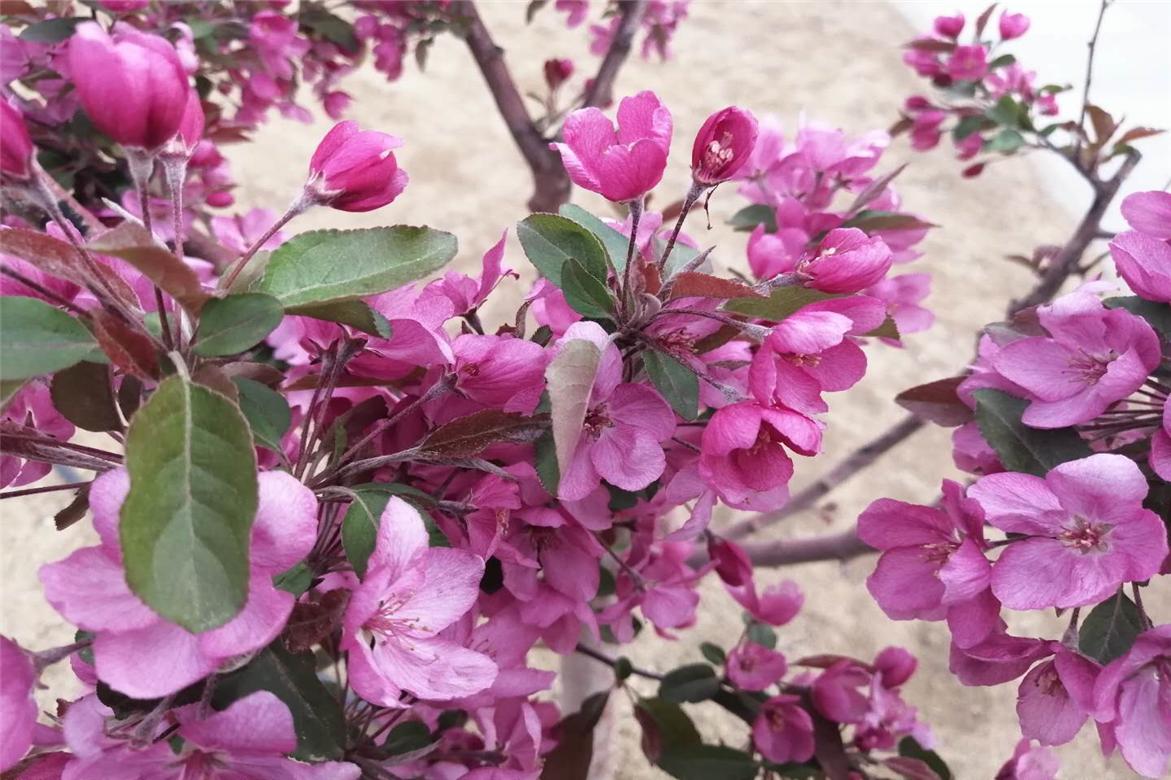 故事:九尾狐大雄异地恋,过程一波三折,结局很感人,情比金坚