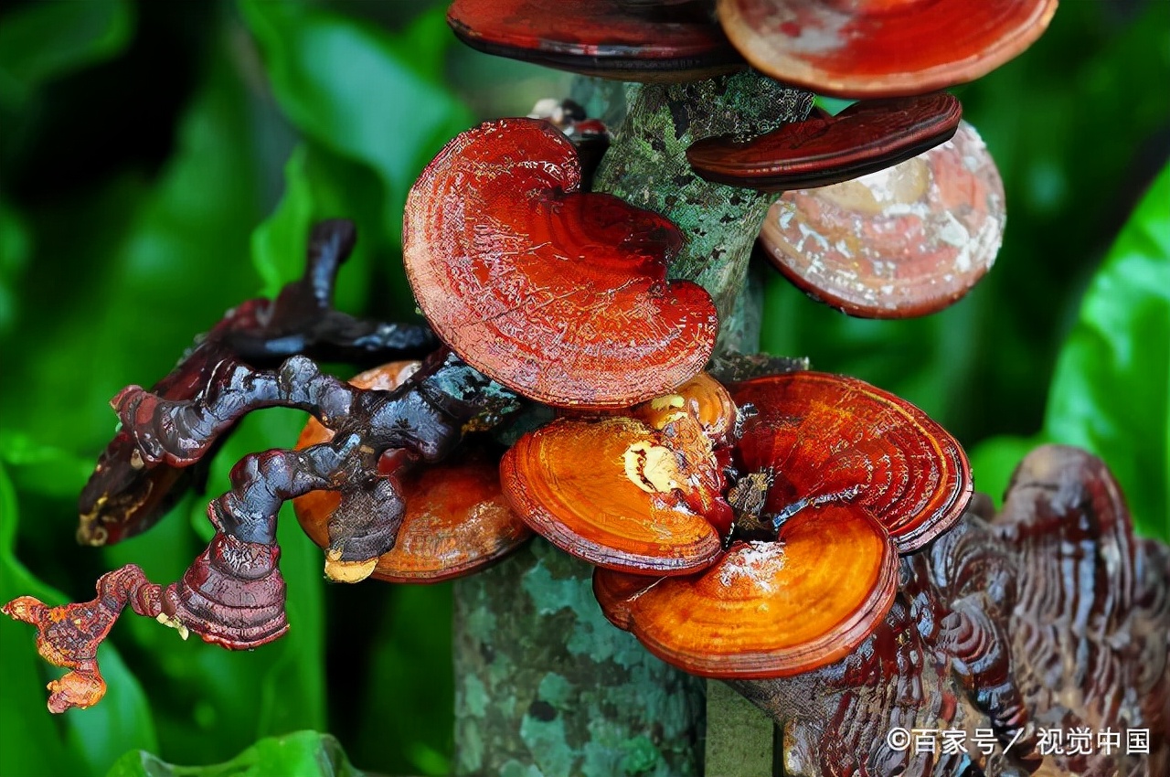 姚在强巧种灵芝奔小康