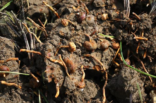 桂林荔浦马蹄:被誉为“地下明珠”,吃着清甜还能清热润肺