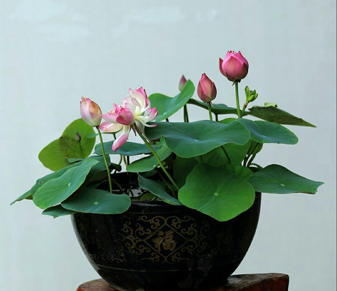 碗莲长势不佳,不开花,栽种时要注意这些细节