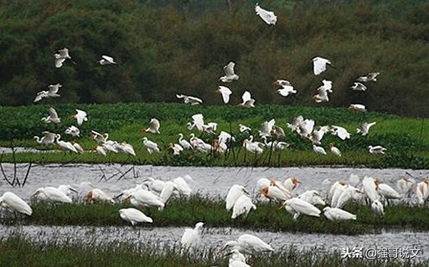 海南昌江十赋之六：海尾国家湿地公园赋