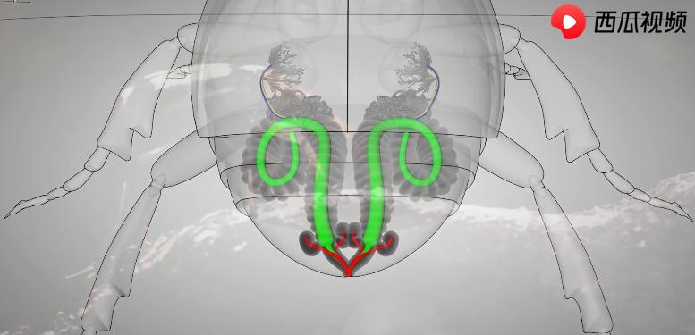 为什么射出100℃高温的屁水，放屁虫自己却没事？西瓜视频科普